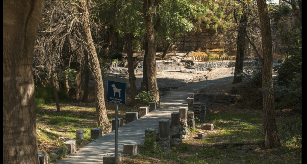 Convenciones y Parques realiza gestión integral del arbolado en Parque Metropolitano y Paseo del Río