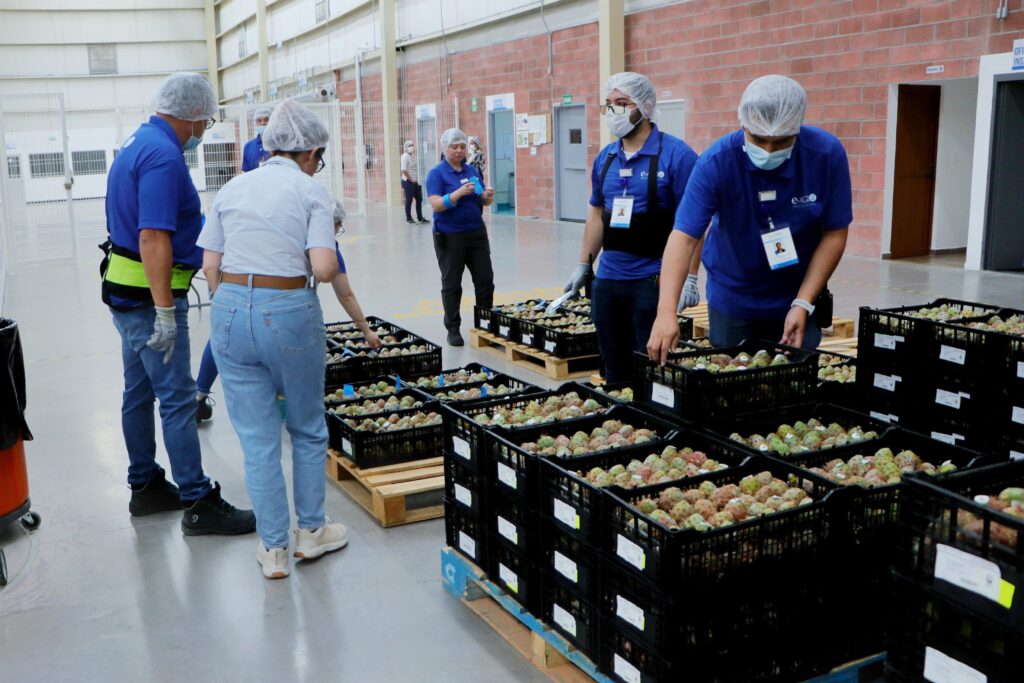 Pitaya poblana abre mercado en McAllen, Texas