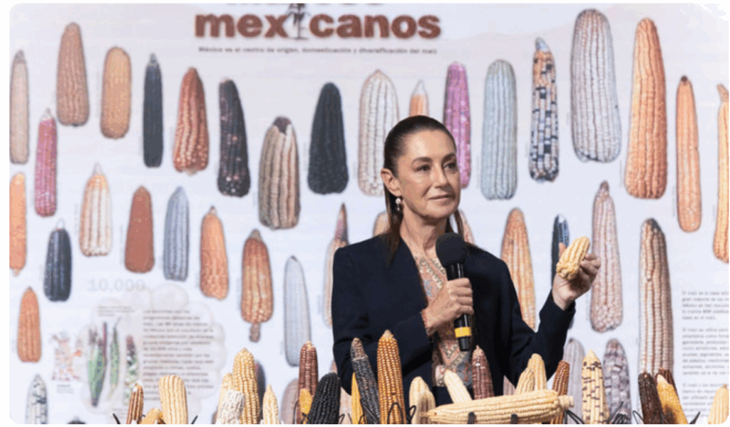 Presidenta Claudia Sheinbaum anuncia programa “Sin maíz no hay país” para producir con bienestar