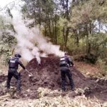 Policía Forestal destruye 11 hornos clandestinos para deshidratar madera