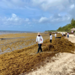 En semáforo rojo, playas de Quintana Roo por arribo de sargazo
