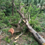 Tormentas provocan caída de árboles y cortes de luz; suspenden feria en Cárdenas, SLP