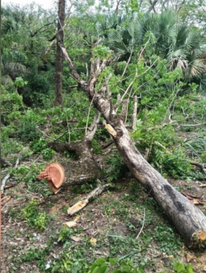 Tormentas provocan caída de árboles y cortes de luz; suspenden feria en Cárdenas, SLP